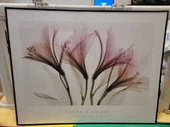ALSTROMERIA Hellebore 2 STEVEN MEYERS XRAY FLORAL FLOWERS SEE THROUGH Art Print