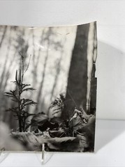 Vintage Black & White Nature Print