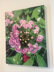 Exclusive Flower Picture By Jasmine Rhodes