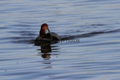 RedHead Duck Photo, Pick One Image – Various Sizes