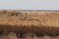 Short Eared Owl Photo, Pick One Image – Various Sizes