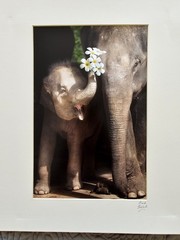 Heartwarming Photograph Baby Elephant Holding Plumeria Flowers, Thailand, 16×16″