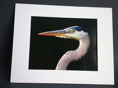 Great Blue Heron Print – Signed Proof Fine Art Wildlife Photography