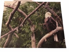 Photo of Eagle In A Tree 14 x 11 inches on Photo Paper Signed 03-01-2010