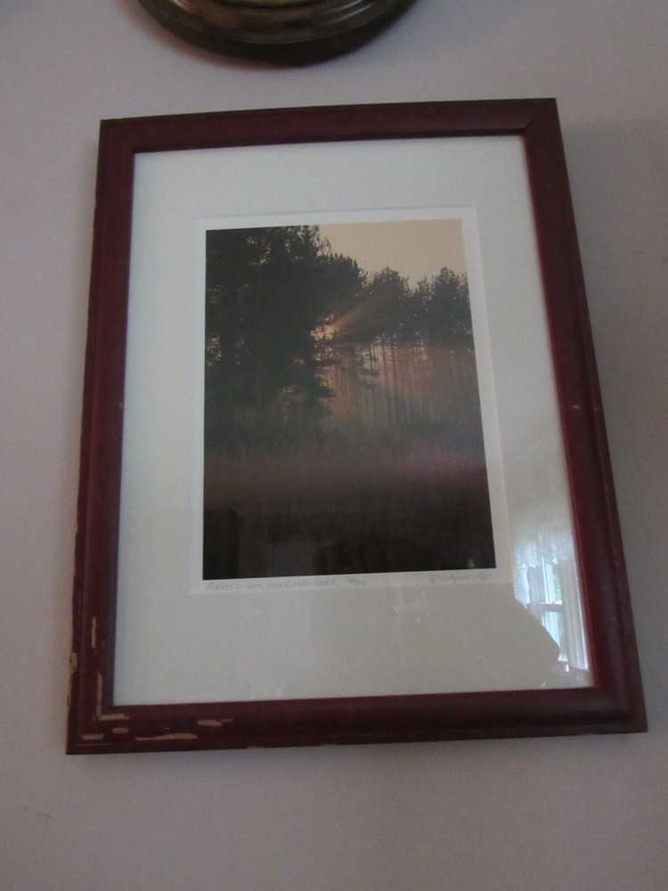 VTG. NICK ZUNGOLI 18 x 13 PHOTOGRAPH OF HARRIMAN PARK, NY – FOREST LIGHT # 2