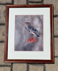 thomas mangelsen signed photo, Winter’s Gift – Bohemian Waxwing
