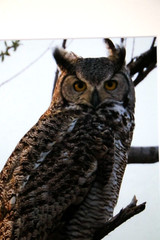 Great Horned Owl Wildlife Photo 8″ x 10″ in 11″ x 14″ Matte Signed by Kim Barry