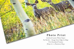 Wildlife Photography Print – Two Mule Deer Between Aspen Trees in Colorado
