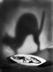 still life w fish and cat’s shadow, funny, unusual, ASH Wednesday, Eduard PEZDIK