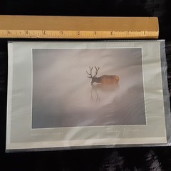 Thomas Mangelsen Images of Nature Photo Card Morning Light Bull Elk – 1986