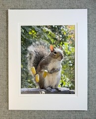 Hungry Squirrel Digital Watercolor Original Photograph 8 X 10 Mat 11 X 14 Signed