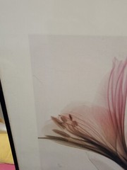 ALSTROMERIA Hellebore 2 STEVEN MEYERS XRAY FLORAL FLOWERS SEE THROUGH Art Print
