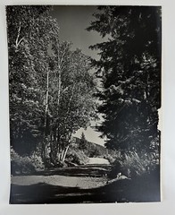Vintage Large Black & White Photograph Photography Print White Tree Lined Road