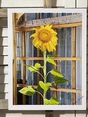 Landscape photograph- Sunflower Standing Tall 8.5×11