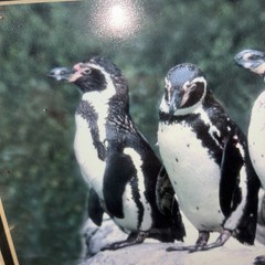 Ted Cooper Signed 3 Magellanic Penguins Photograph #89