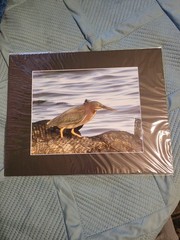 Little Green Heron 8 By 10 Matted Photography Print