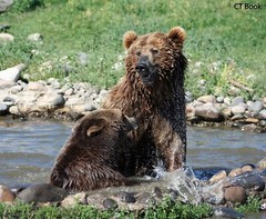 11x14in Lustre Print of Grizzly Bears Playing King Of The Water