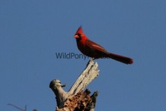 Cardinal Photo, Pick One Image – Various Sizes