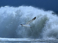 DAVID MICELOTTA HAND SIGNED PHOTOGRAPH COASTAL SEASCAPE SEAGULL BIRD AND WAVE