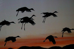 Sandhill Cranes Wildlife Photo 8″ x 10″ in 11″ x 14″ Matte Signed by Kim Barry