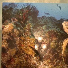 Craig Dietrich turtle & lobster Underwater Photography & Metal Art Fish Signed