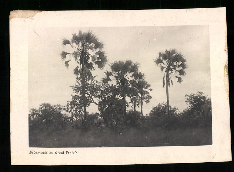 Photograph German South West Africa / Namibia, Palm Forest near Grood Fountain