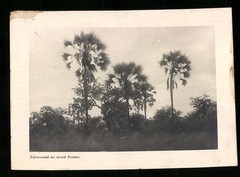 Photograph German South West Africa / Namibia, Palm Forest near Grood Fountain