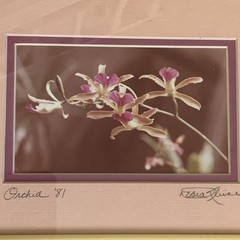 Original Photo Pink Orchid Signed & Framed Estate 1981