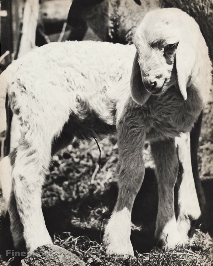 1947 Baby Lamb White Sheep Farm Animal By BRUNO STEFANI Vintage Photo Gravure