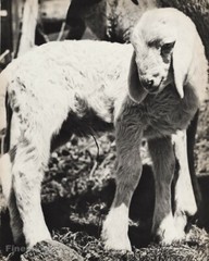 1947 Baby Lamb White Sheep Farm Animal By BRUNO STEFANI Vintage Photo Gravure