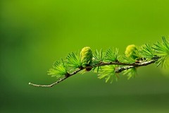 Digital Image Wallpaper Picture Background Desktop Print Art Paint Photos Eco