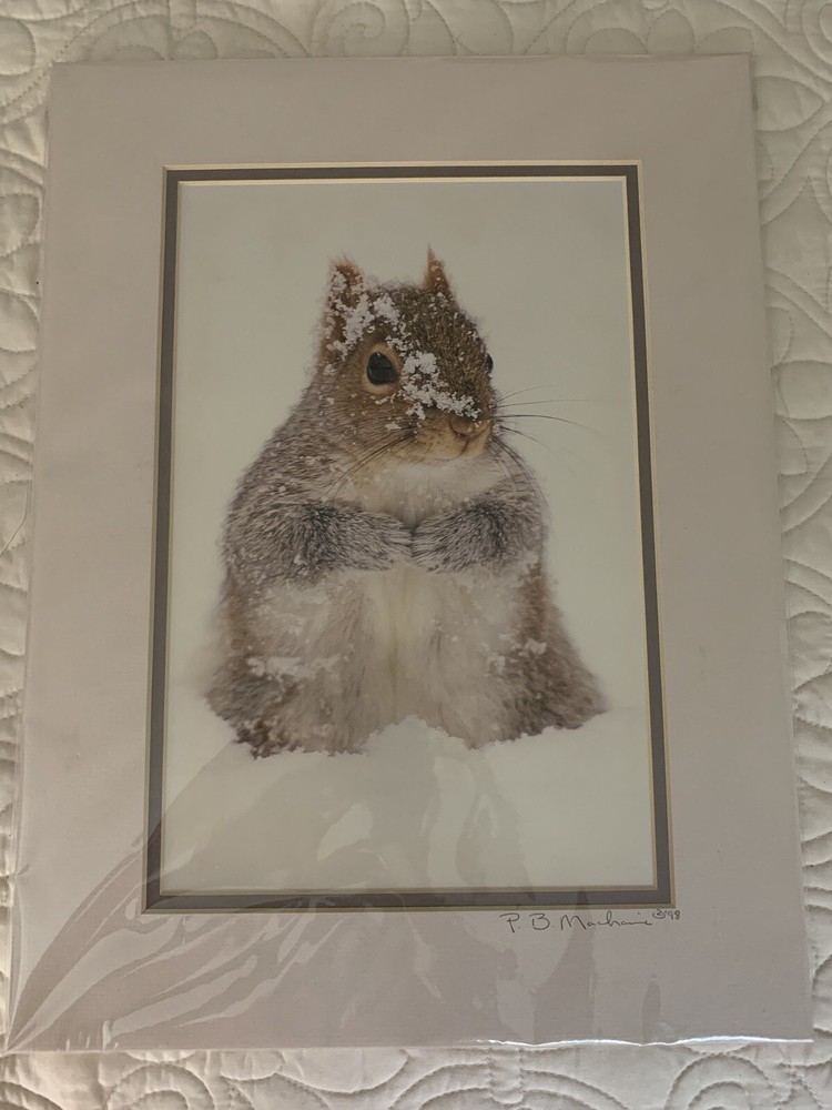 Matted Photo Print Photography Vermont Snow Critter P. B. Machanic Gray Squirrel