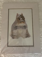 Matted Photo Print Photography Vermont Snow Critter P. B. Machanic Gray Squirrel