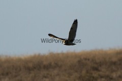Short Eared Owl Photo, Pick One Image – Various Sizes