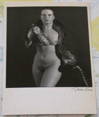 Photo postcard art nude python 1 nude dieter end photography snake woman girl AM
