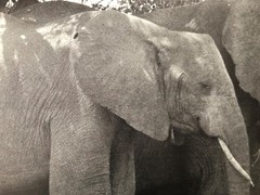 GEORGE RODGER,’ELEPHANTS, KENYA,1954′ AUTHENTIC 1990 ART PHOTO PRINT
