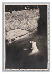 München Tierpark Hellabrunn 1936 – Eisbär – Foto Elfinger Oberländerstraße
