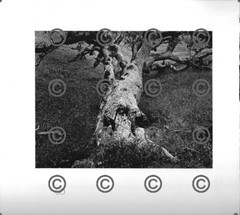 BOOK PLATE B&W Photo MORLEY BAER Oak, San Carlos / Fallen Oak, Nicasio 9X9.5″