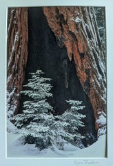 Vtg 2001 Giant Forest Sequoia National Park Photograph by Regina Thackara 16×12″