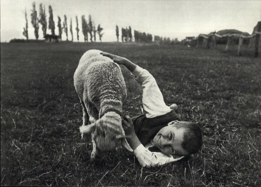 1917 1972 Andre Kertesz Sheep & Boy Farm Esztergom Friend Art Photo Photogravure