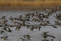 Pintails Photo 1, Pick One Image – Various Sizes