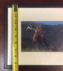 Elk Harem Framed Number 9/500 Photo Print Signed Willie Holdman FoundArtShop