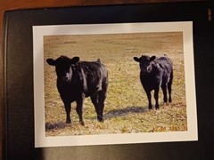 Prints of Two Black Angus Heifers Beef Cattle Farm Cow Ranch Agribusiness Rodeo