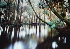 Photograph – L. Ed. (50), Framed 30″ x 40″ Loxahatchee River, FL, Jeff Ripple