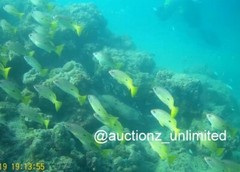 Digital Image Picture Photo Pic Andaman India underwater coral life scuba AND097