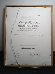 Harry Bowden Photograph » Mallards A’ Wing New Mexico» framed, signed & numbered