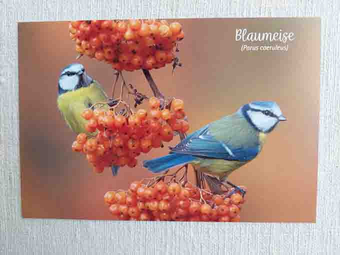 Picture Card Blue Tit Sea Buckthorn Athesia Cardboard Approx 16 x 11cm