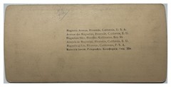 USA California Avenue Magnolia Riverside 1898 Photo Stereoscopic Vintage