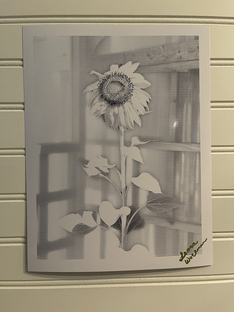 Sunflower #8 – landscape photograph 8.5X11