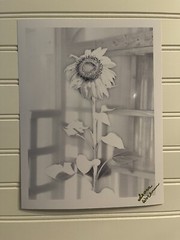 Sunflower #8 – landscape photograph 8.5X11